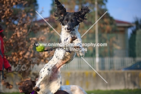 black and white english springer spaniel jumping to catch ball