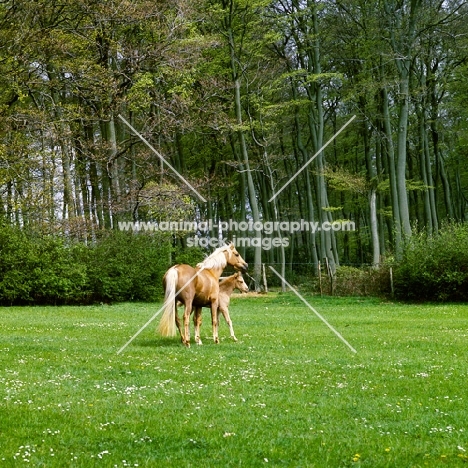 palomino mare and chestnut foal in field with wide background