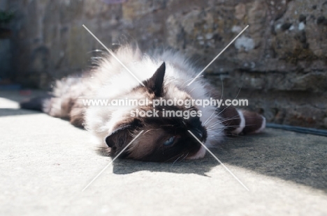 Ragdoll cat reclining in sunshine