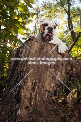 Bulldog on log