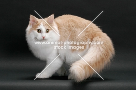 Cream and White Norwegian Forest cat, turning