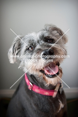 terrier mix smiling