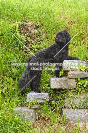 black Portuguese Water Dog on steps