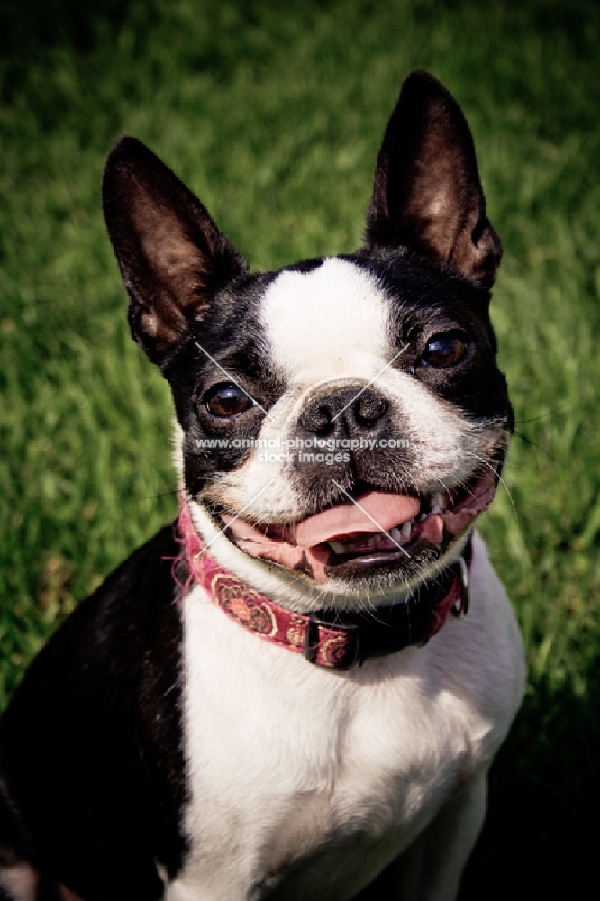 boston terrier smiling at camera