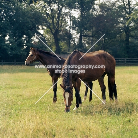 thoroughbred mare and foal at stud farm, newmarket