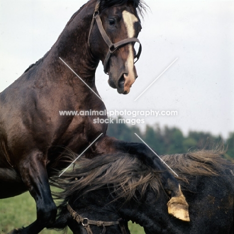 Lipizzaner colts at piber in play fight