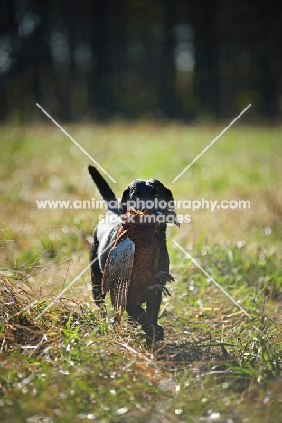 black labrador retriever retrieving pheasant in a field