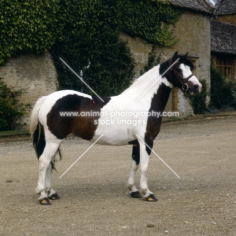 skewbald pony stallion