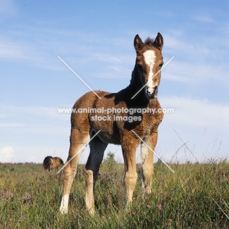 new forest foal in the new forest