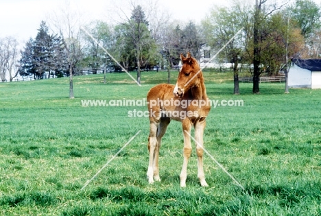 american saddlebred foal in usa