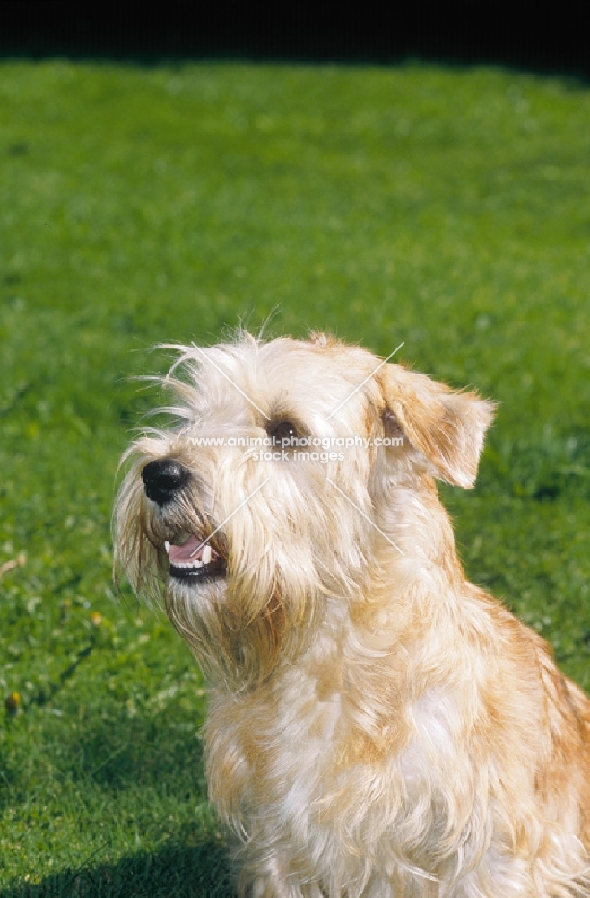 lucas terrier on grass