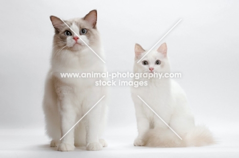 Blue Point Bi-Colour and Blue Tortie Point Bi-Color Ragdoll Ragdoll sitting