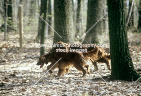 irish setters trotting through forest in usa