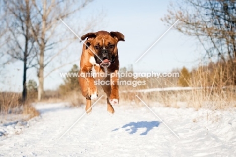 Boxer leaping down snow covered path