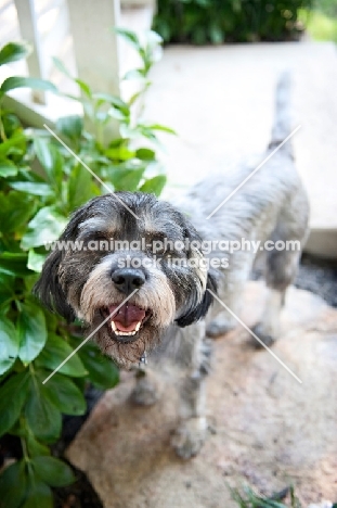 terrier mix smiling