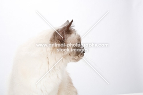 Birman cat, profile on white background