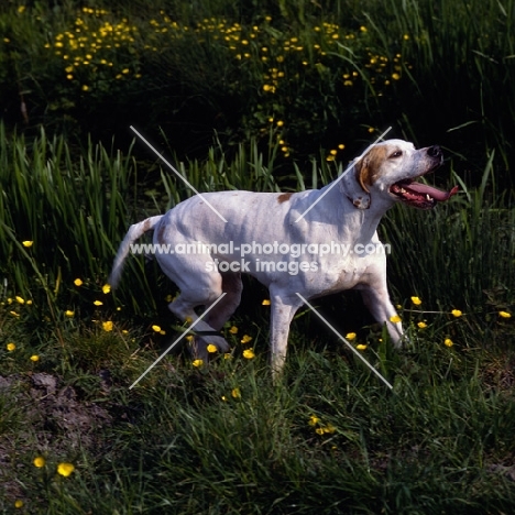 Sh Ch Pipeaway Haysi Fantazee, happy english pointer