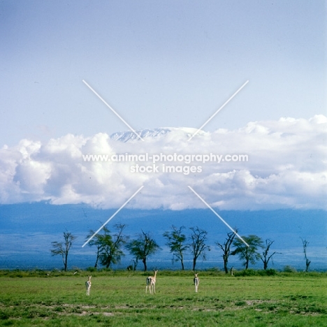 three grant's gazelle with mount kilamanjaro in the distance,  amboseli np 