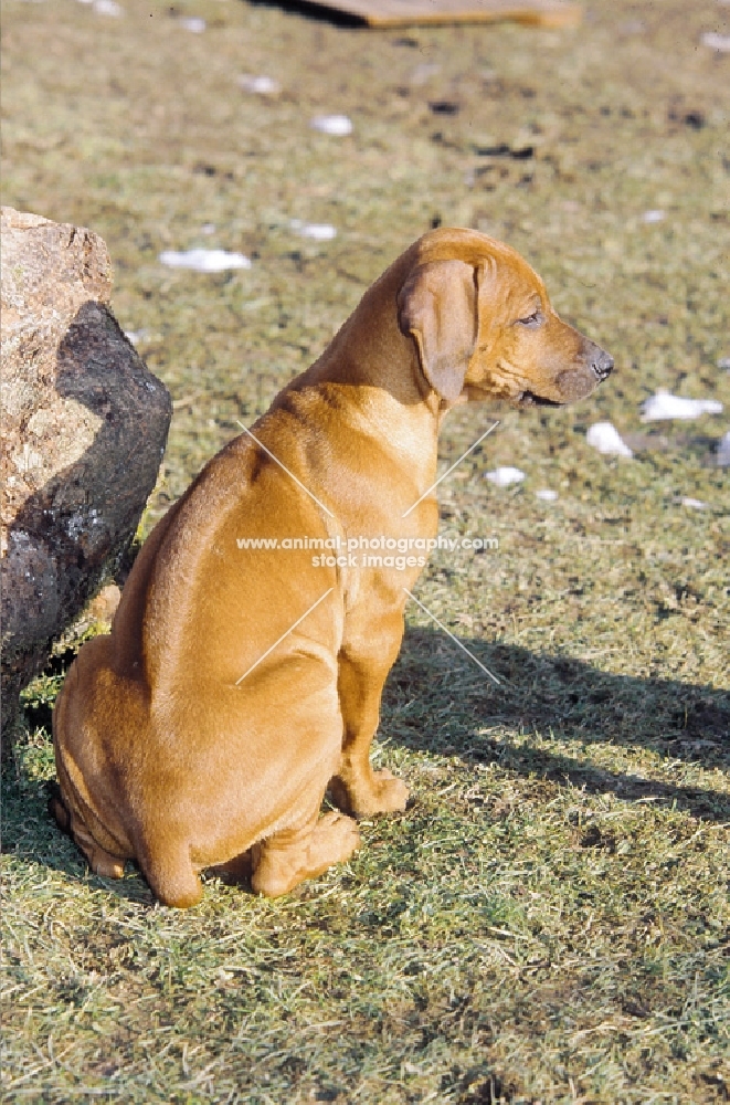 Rhodesian Ridgeback puppy, back view