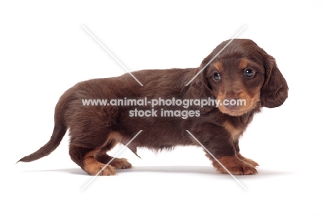 Chocolate Tan coloured longhaired miniature Dachshund puppy, side view