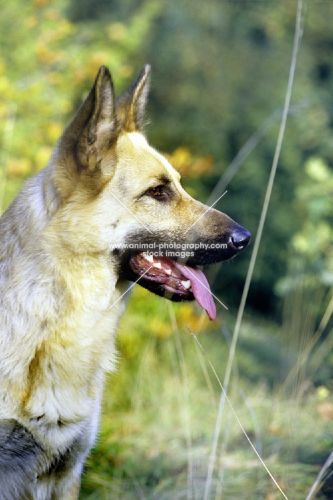 german shepherd dog in grass, head study