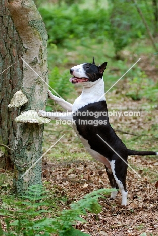 Bull Terrier up against tree