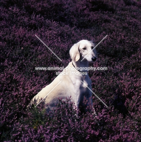 Saluki sitting in field of heather