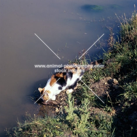 tortoiseshell and white non pedigree cat drinking at a pond