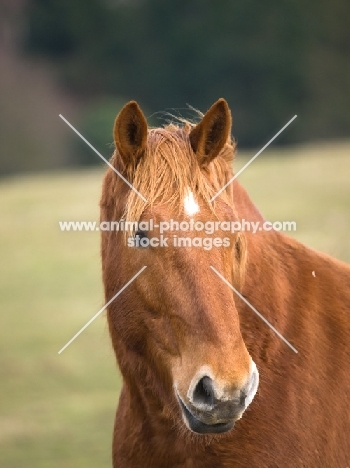 Suffolk Punch portrait, looking away