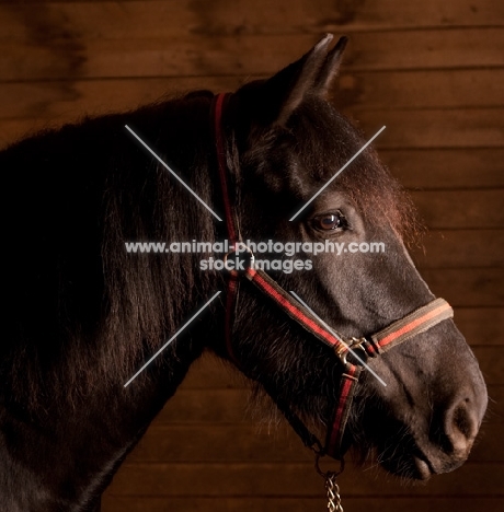 black horse wearing halter