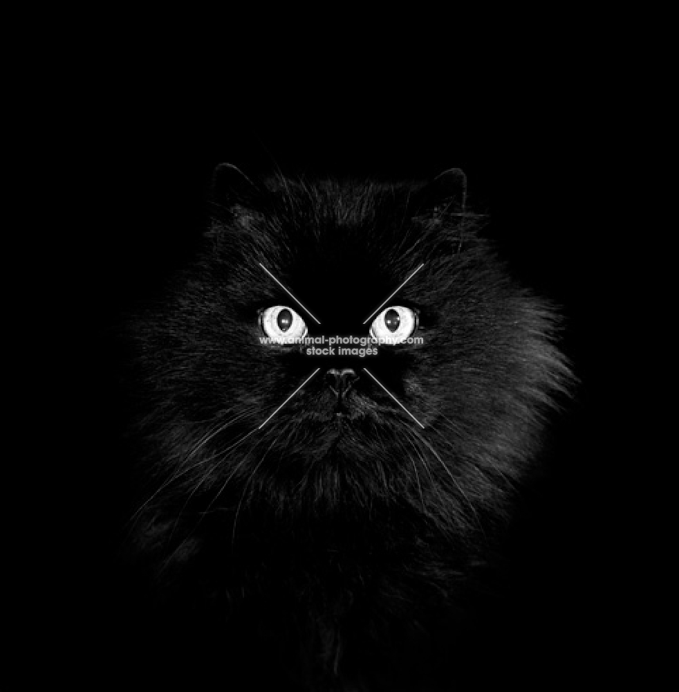 long haired black cat staring in the darkness