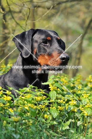 black and tan dobermann behind flowers