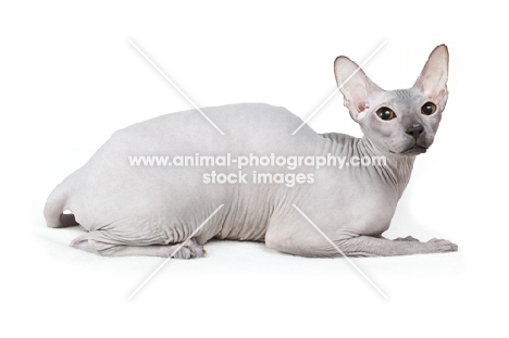 rare blue Peterbald cat, lying down