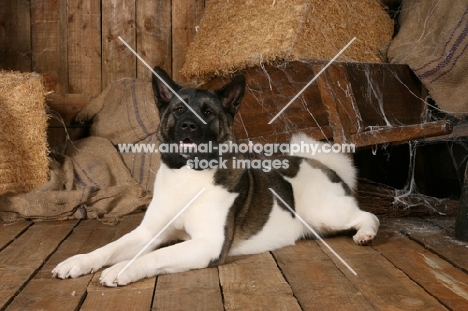 Akita lying on floor