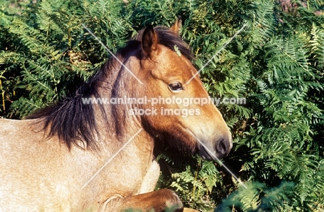 new forest pony amongst bracken in the forest