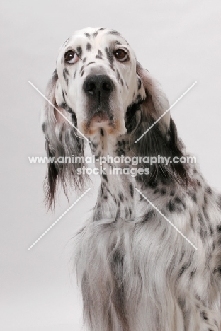 English Setter (Blue Belton colour), Australian Champion