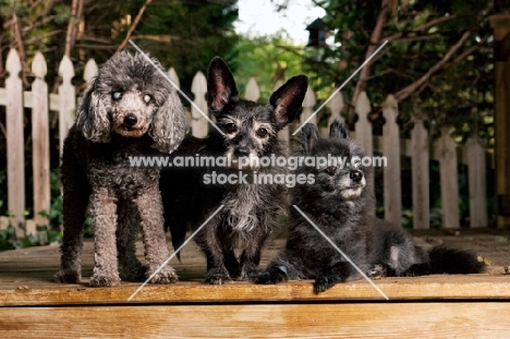 Poodle, terrier mix, and pomeranian cross on deck