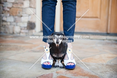 senior dachshund between woman's feet