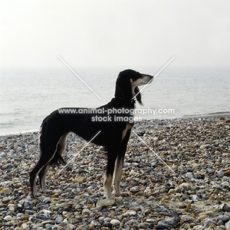 ch burydown hephzibah, saluki standing on pebbled beach