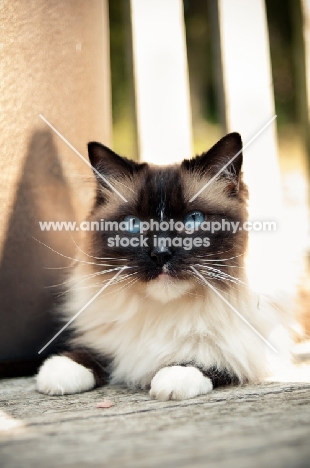 Ragdoll lying down