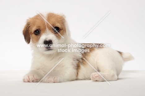 rough coated Jack Russell puppy, lying down