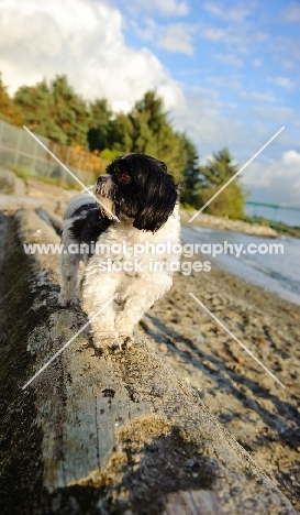 black and white Shih Tzu near coast