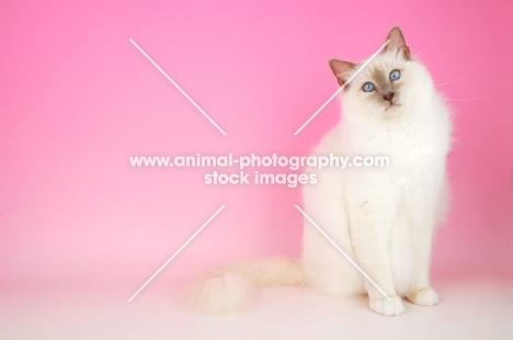 Lilac point Birman cat