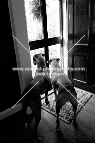 black and white of two boxers looking out glass door