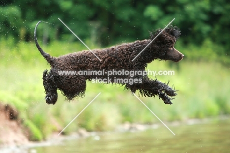 Irish Water Spaniel jumling into water