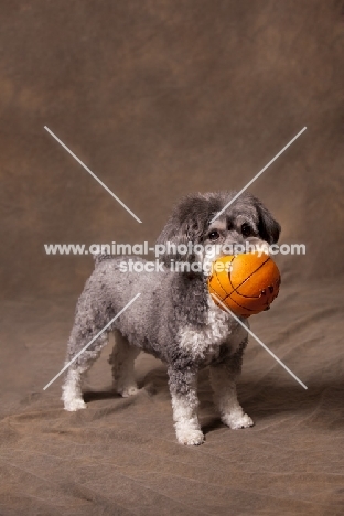 Schnoodle (Schnauzer cross Poodle) with ball