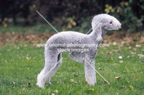 Bedlington Terrier, breed shot