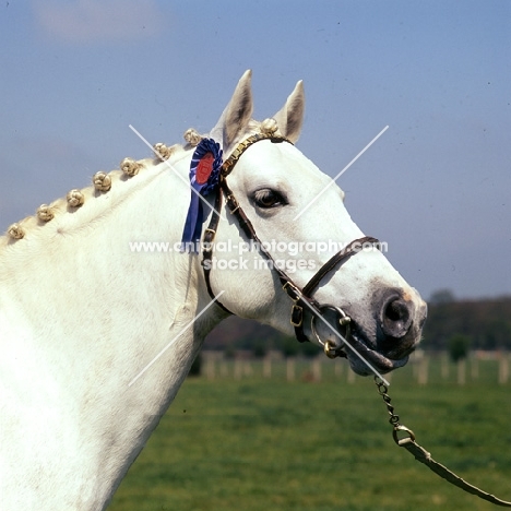 downland kestrel, welsh pony stallion (section b), head study