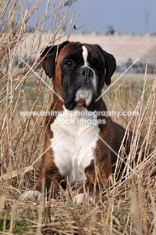 Boxer in dry grass