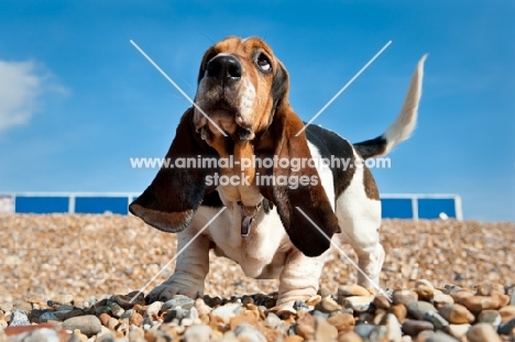 Basset hound on the beach